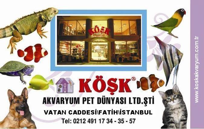 Köşk Akvaryum Pet